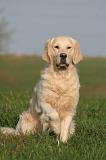 GOLDEN RETRIEVER 1043